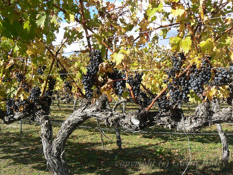 Cabernet sauvignon, Boireann vineyard P1070994.JPG